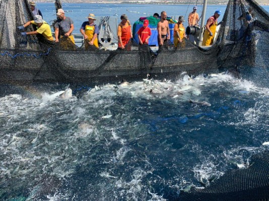 Cartagena pedirá que la pesca de almadraba, que pervive en La Azohía, sea declarada BIC inmaterial