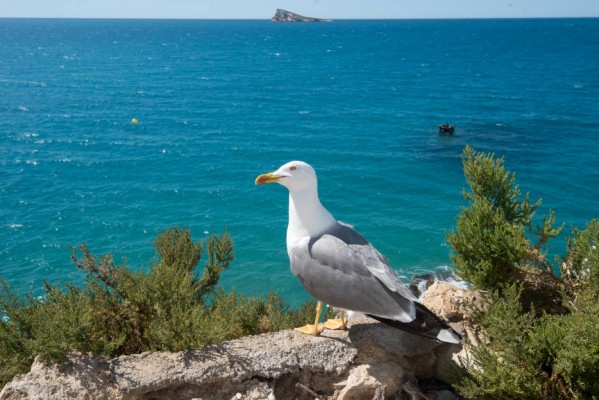 Benidorm contratará a una empresa para controlar la población de gaviotas patiamarillas