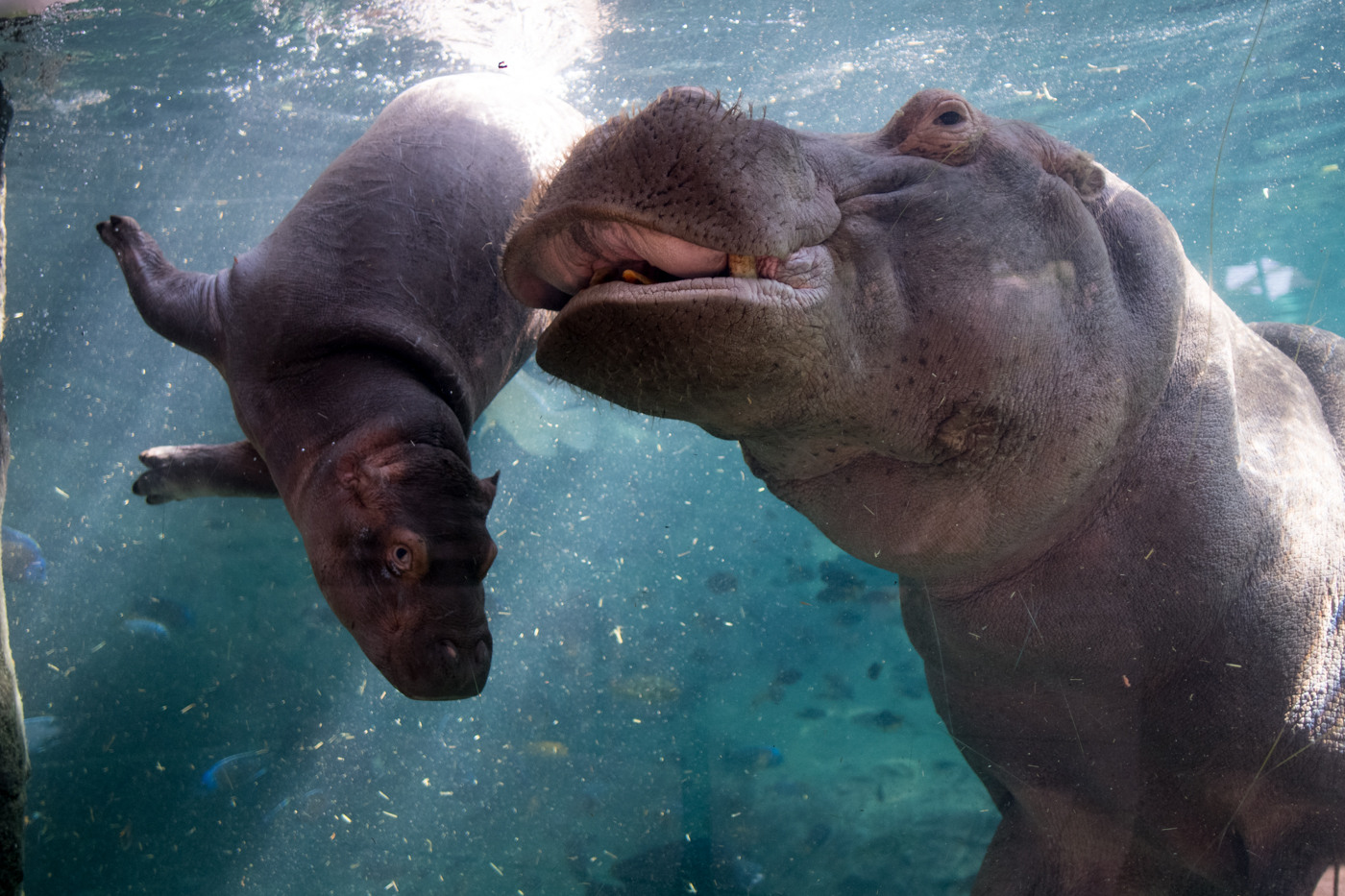 'Baby boom' de especies amenazadas en Bioparc 