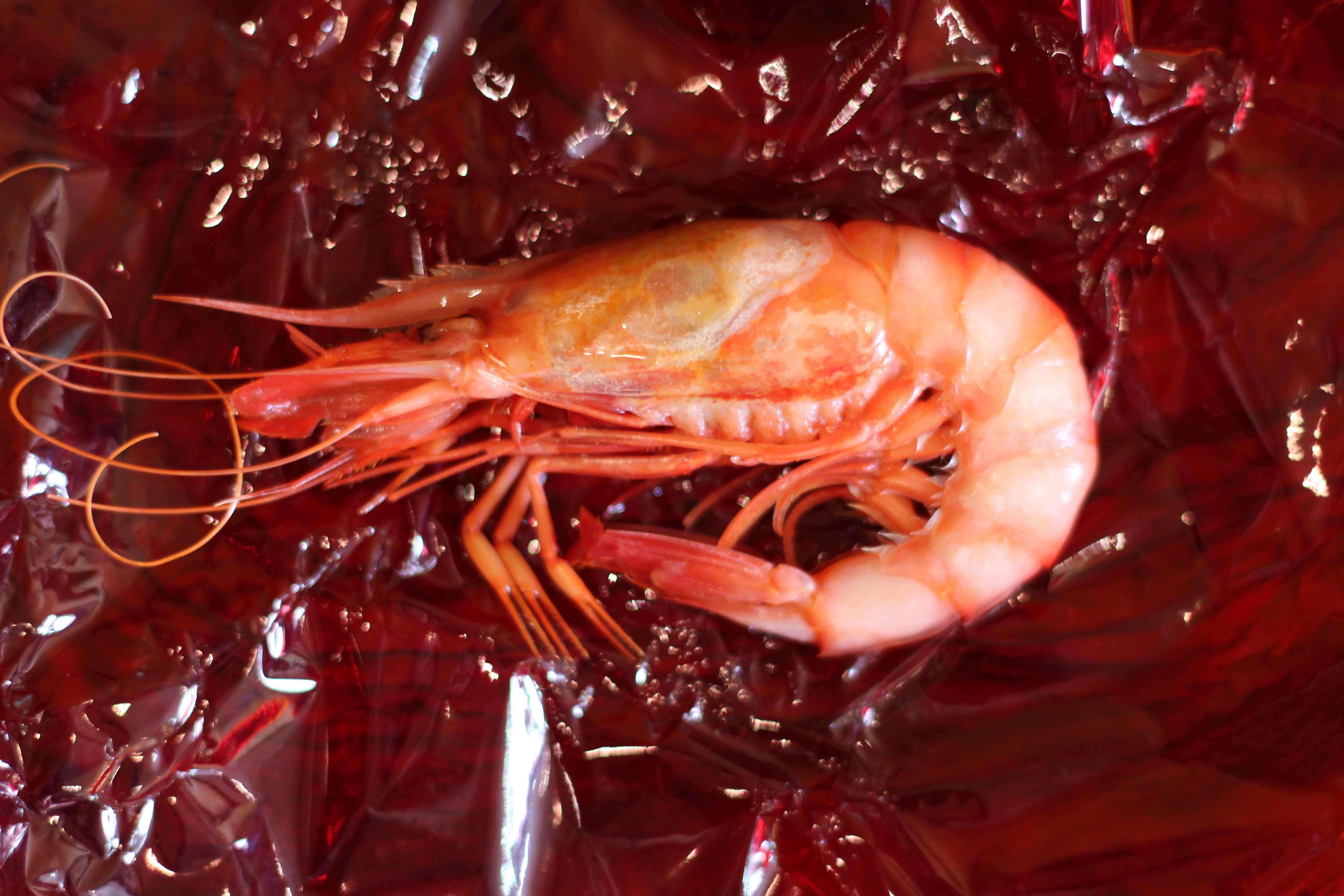 Quique Dacosta rinde homenaje a la gamba de Dénia con una tapa doble