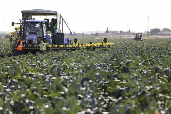 Las exportaciones murcianas de frutas y hortalizas superan los 1.000 millones en el primer cuatrimestre