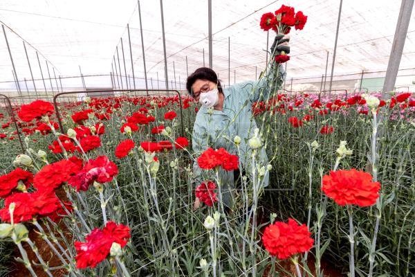 El Ministerio anuncia diez millones para el maltratado sector de la flor cortada