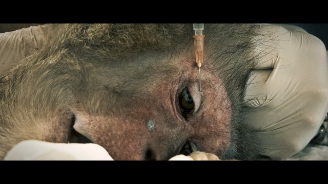 Galipienso, director de 'Animales, por el camino de en medio': 