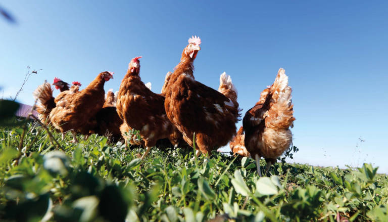 Científicos reclaman más investigación sobre el SARS-CoV-2 en animales para minimizar riesgos