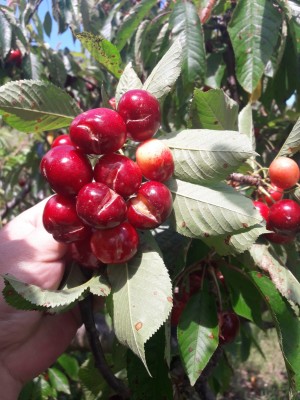 La 'maldición' de las cerezas plantea a la agricultura de interior pedir la declaración de zona catastrófica