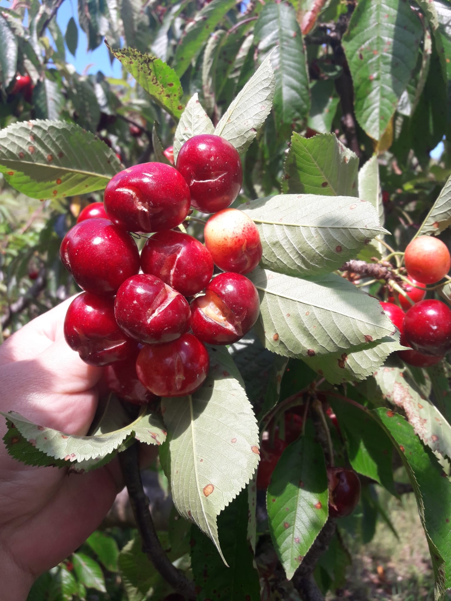 La 'maldición' de las cerezas plantea a la agricultura de interior pedir la declaración de zona catastrófica
