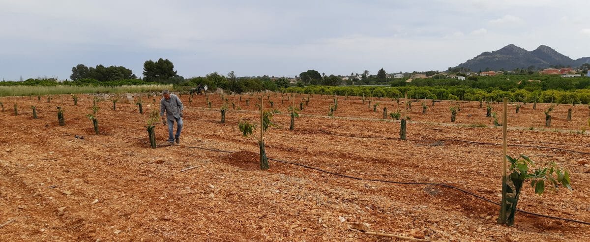El cultivo del aguacate se triplica en Castellón en un año y nuevos pies y variedades pueden lanzarlo