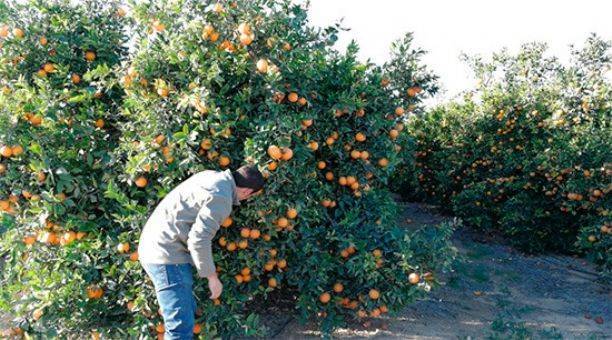AVA-Asaja exige al Ministerio compensar los daños del cotonet: 79 millones en Castellón solo este año