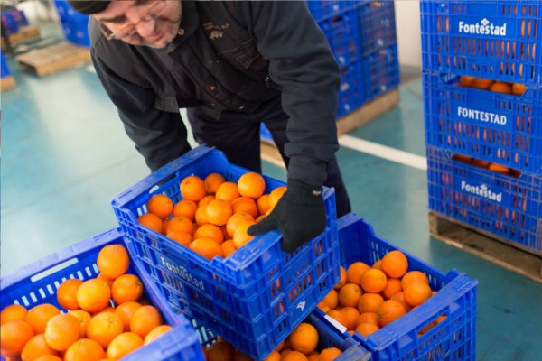 Fontestad reduce ventas y beneficios tras hundirse el precio de la naranja