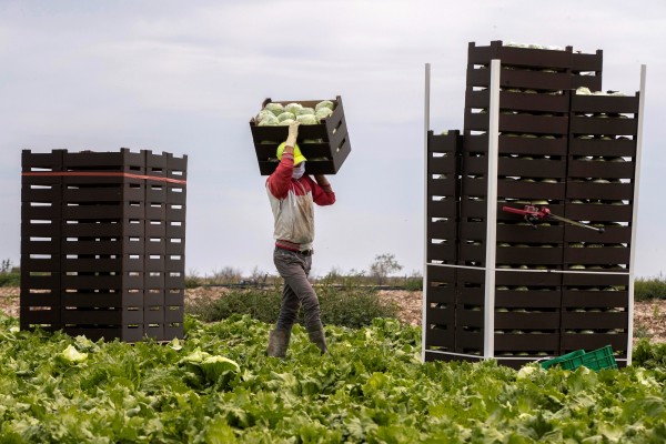 El campo vuelve a tirar de la afiliación extranjera con 3.200 nuevos trabajadores en la Región