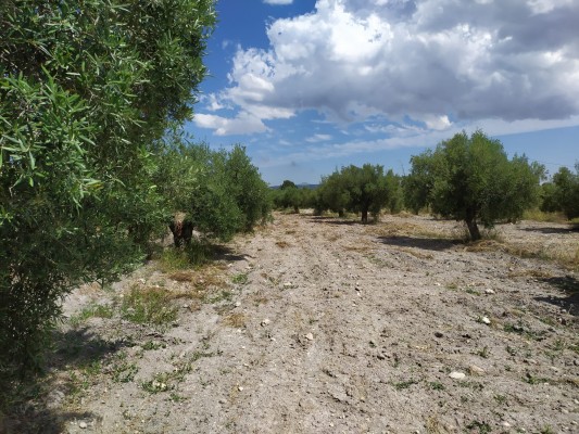 Ecopueblo: un proyecto para poner en valor los cultivos autóctonos en la montaña de Alicante