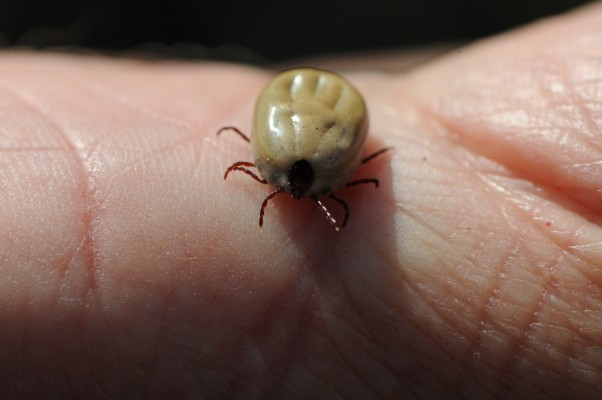 Advierten de la proliferación de garrapatas en el campo y de los riesgos de sus picaduras 