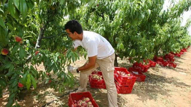 Información Agraria. Semana 24, año 2020
