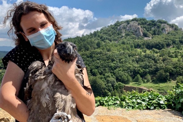 Conselleria libera dos nuevas crías de quebrantahuesos en la Tinença de Benifassà