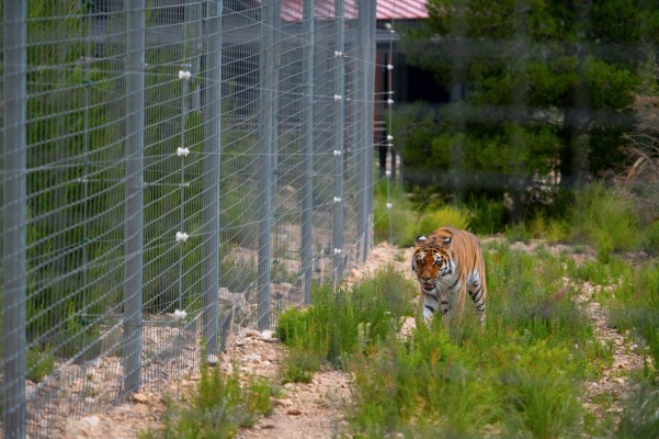 Desmontando a ‘Tiger King'