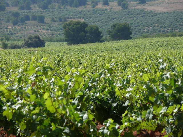 La DOP Jumilla se lanza a fomentar el consumo de vino de la tierra tras una caída de hasta el 50%