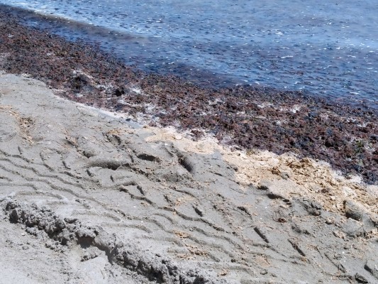 La mitad de los murcianos culpa al Gobierno regional del desastre del Mar Menor