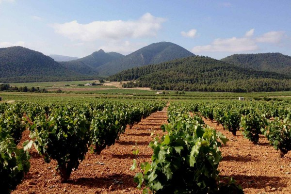 Reducen los requisitos ayudas PAC para el sector hortofrutícola y vinícola