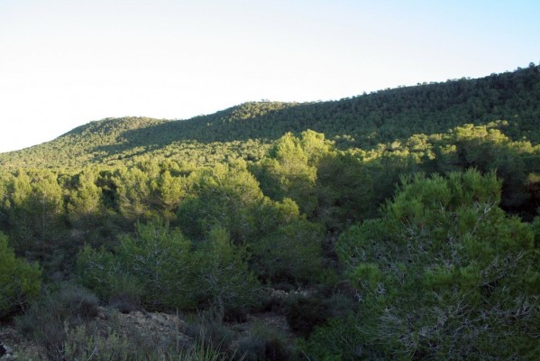 Refuerzo especial en urbanizaciones, áreas recreativas y zonas de baño para prevenir incendios forestales