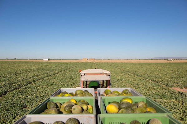 Mercadona eleva un 5% la compra de melón español, hasta las 72.000 toneladas