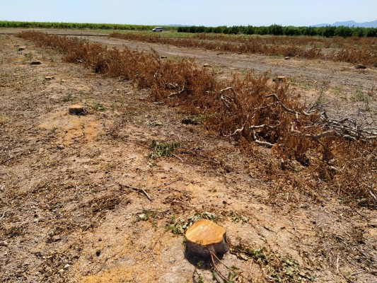 Los agricultores de fruta de hueso de la Ribera temen otra mala campaña