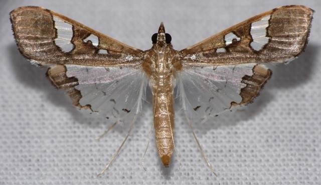 Los insectos se encuentran más amenazados por el cambio climático de lo que se pensaba hasta ahora