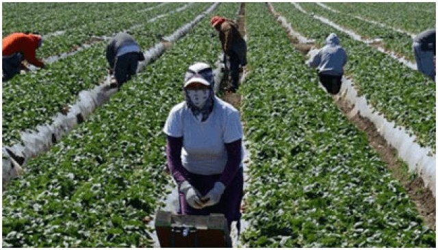Ocho de cada diez nuevos trabajadores en alta en mayo corresponden al sector agrícola, que bate un récord