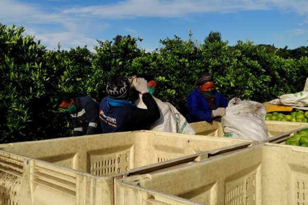 El hemisferio sur prevé crecer en envíos, sobre todo de mandarinas y limones, en su campaña citrícola