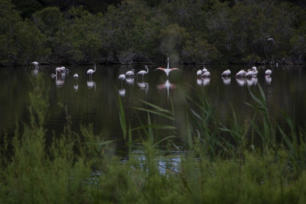El Parc Natural de l'Albufera en tiempos de coronavirus