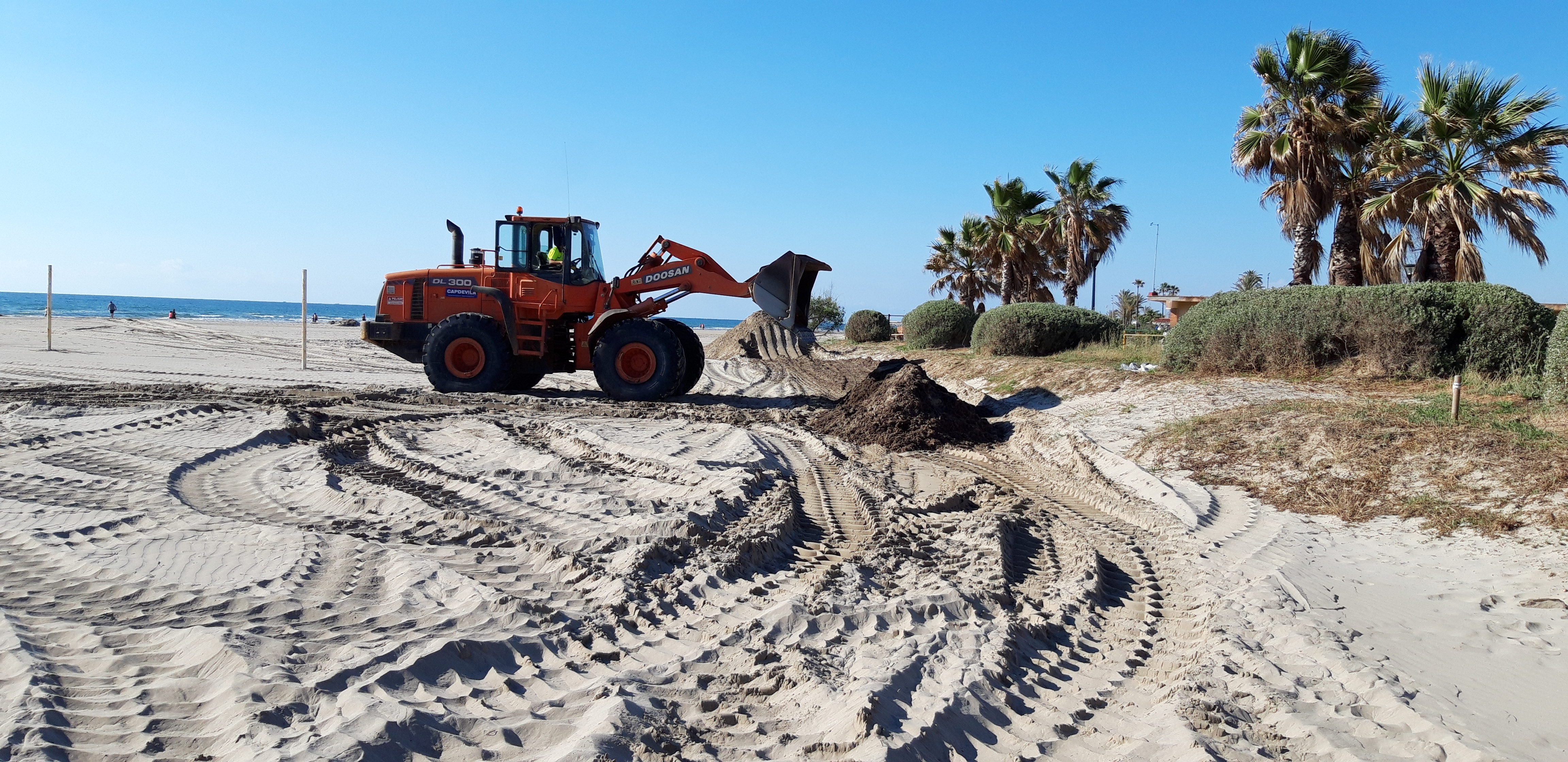 Castelló inicia la limpieza de sus playas y reutiliza las algas para regenerar dunas del Parque Litoral