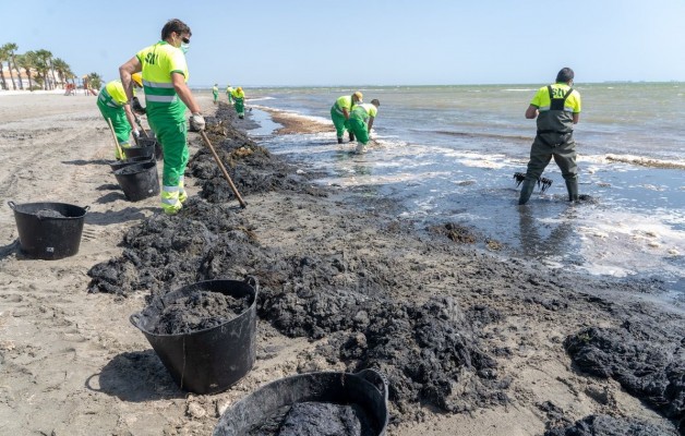 Refuerzos y prisas para retirar las algas en las playas cartageneras del Mar Menor