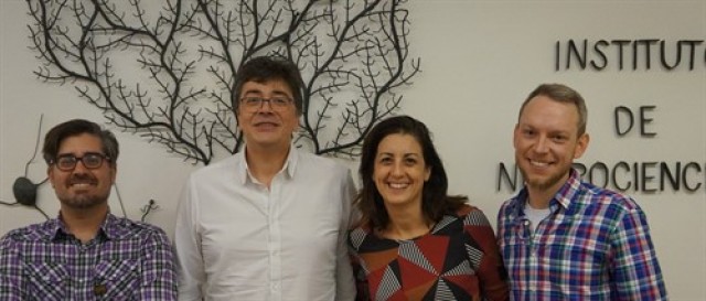 El Instituto de Neurociencias de Alicante determina los factores que afectan al aspecto y funciones de las neuronas