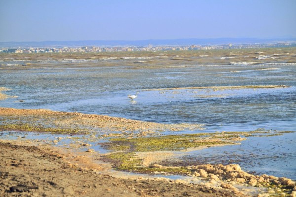 Fangos sin recoger y peligro para los bañistas, otro problema más para las playas del Mar Menor