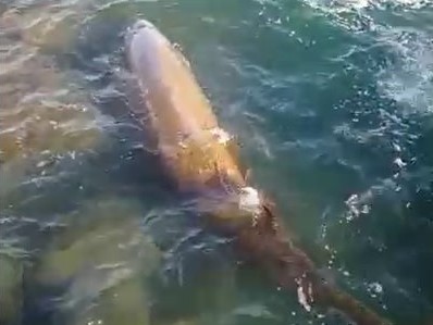 Avistan en Vinaròs un ballenato de Cuvier, cetáceo de aguas muy profundas que podría estar herido