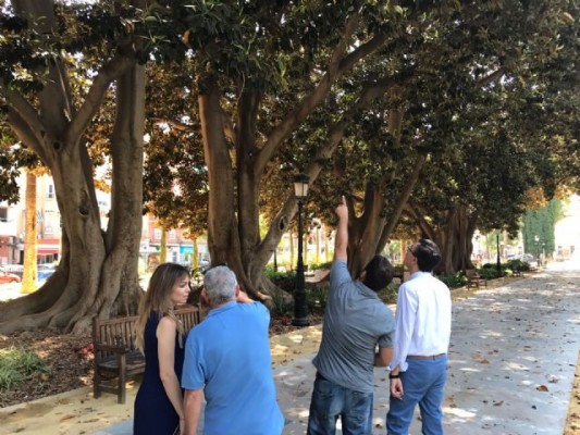 Diez sensores vigilan los ficus de Floridablanca para minimizar riesgos
