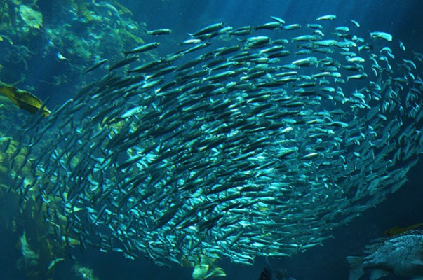 Impulsan un plan de gestión para preservar la pesca en el Mediterráneo
