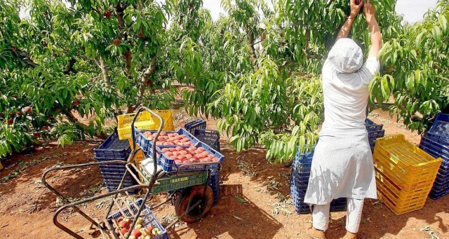 La agricultura aporta el 100 por 100 de nuevos afiliados a la Seguridad Social en abril