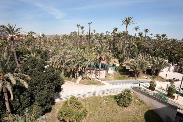 Elche suspende las licencias urbanísticas en huertos del Palmeral histórico