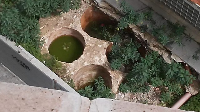 Vuelve el Mercado Central de Elche... con invasión de mosquitos en los restos de las catas