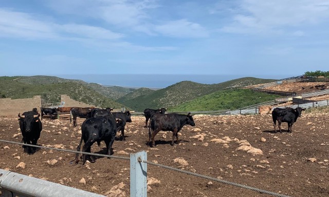 La Generalitat media, las diputaciones ayudarán a los toros de lidia y AVA y la Unió se apuntan el tanto