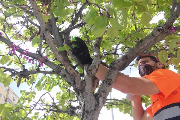 Castelló repite por segundo año el control biológico de plagas en los parques y jardines municipales