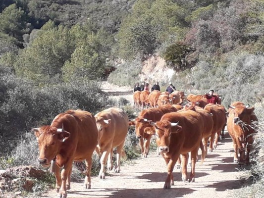 Pastores de AVA-Asaja se ofrecen a acompañar en la soledad a mayores e ingresados por Covid-19