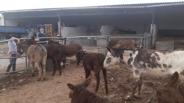 La Asociación el Refugio del Burrito pide ayuda para 27 animales desamparados tras fallecer su dueño