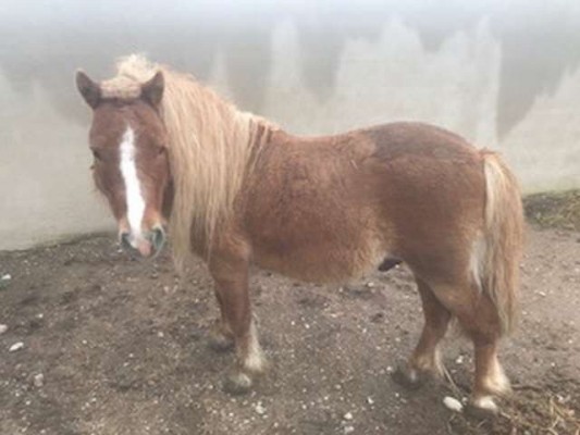 Las adopciones se incrementan en Castelló durante el estado de alarma: 26 animales hallan un hogar