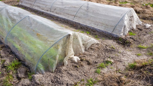 La UMH participa en un proyecto para la biodegradación de plásticos agrícolas a través de insectos