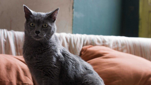 Cinco jóvenes buscando su camino a través de la mirada de un gato