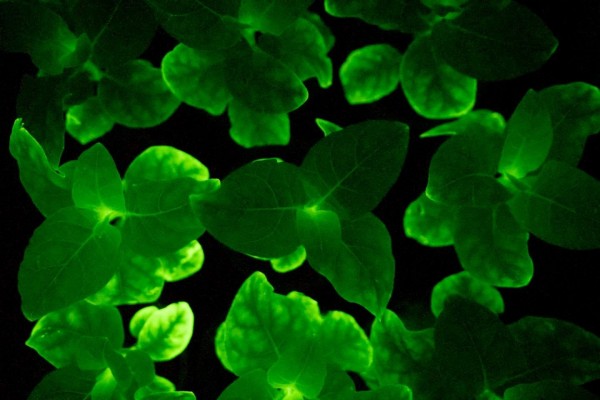 Científicos y una 'startup' consiguen generar luz sostenida en plantas vivas
