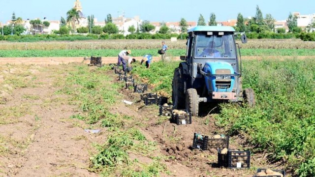 Treinta empresas agrícolas 'salvan' sus campañas contratando a 335 trabajadores a través del SEF