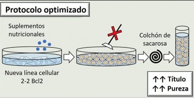 Investigadores españoles avanzan en terapia génica para enfermedades neurológicas hereditarias

