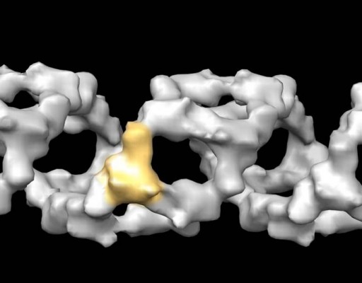 Investigadores españoles identifican el mecanismo que emplea el virus de la gripe para provocar daño cardiaco
